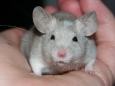 All About Mice Types And Varieties 